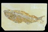Bargain Fossil Fish (Mioplosus) - Uncommon Species #131536-1